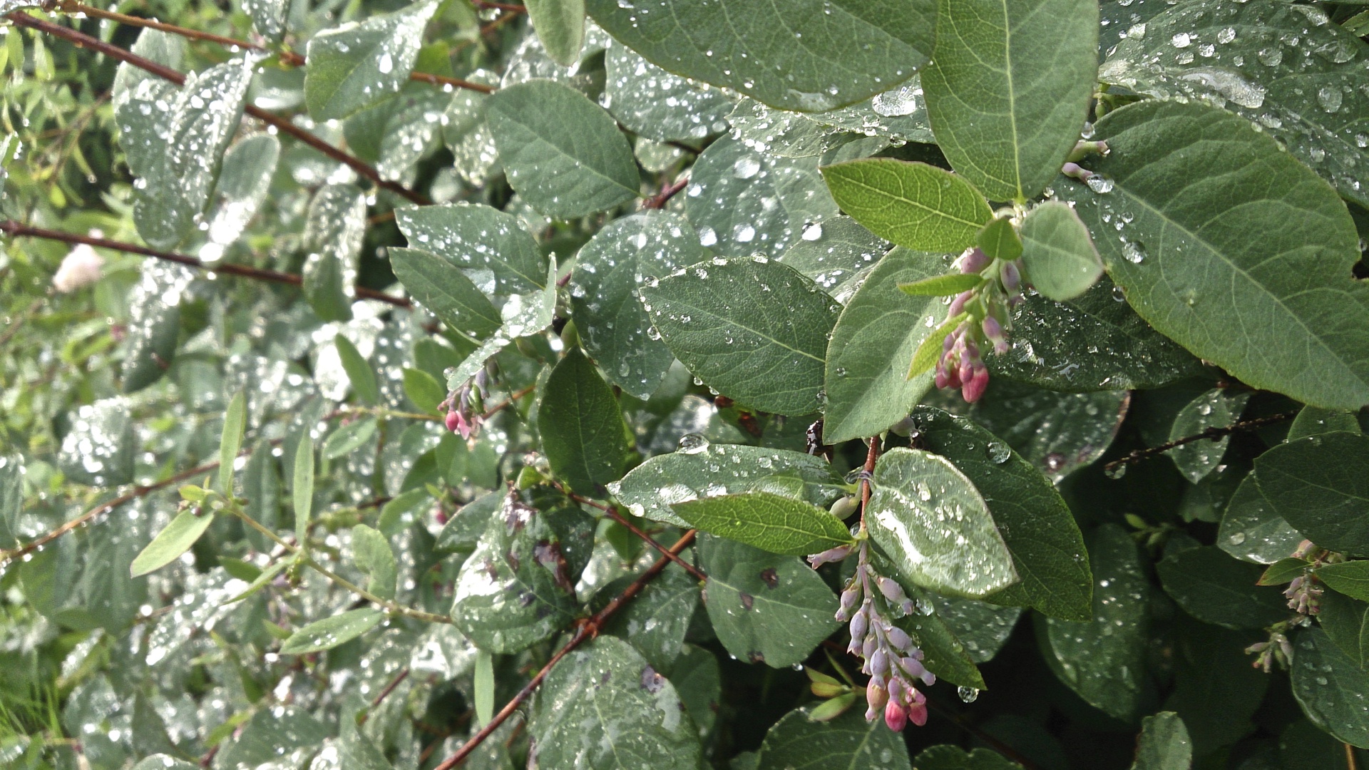 Tough Guy — Обзор защищенного смартфона Sony Xperia ZR