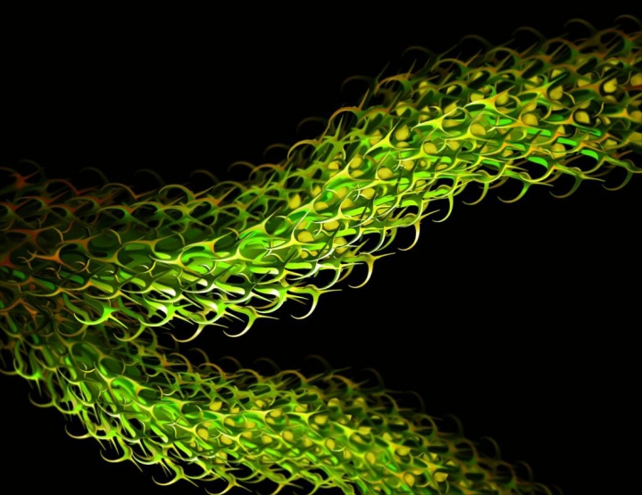 Аспирант из Беркли восстановил внешний вид растения, жившего 375 миллионов лет назад Аспирант из Беркли восстановил внешний вид растения, жившего 375 миллионов лет назад