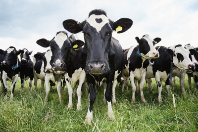 Австралийские учёные объединят стадо коров в беспроводную сенсорную сеть