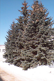 Детство цифровой фотографии — Kodak DC50 DC0008L