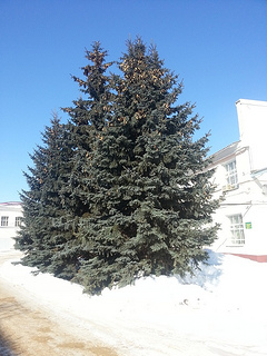 Детство цифровой фотографии — Kodak DC50 20130311_123551_tn