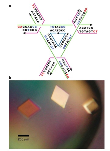 ДНК оригами: как из ДНК делают интересные штуки нанометрового размера
