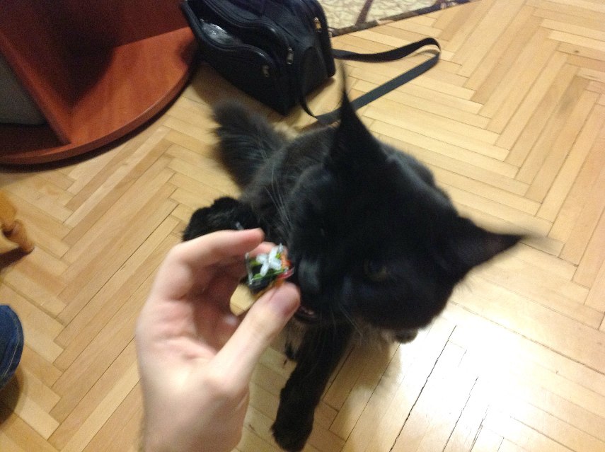 Электроника и котики: собираем робота игрушку для кота на STM32 Электроника и котики: собираем робота игрушку для кота на STM32