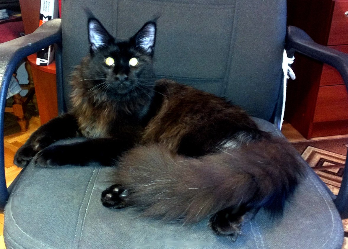 Электроника и котики: собираем робота игрушку для кота на STM32 image