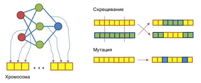 Эволюция агентов управляемых нейронной сетью