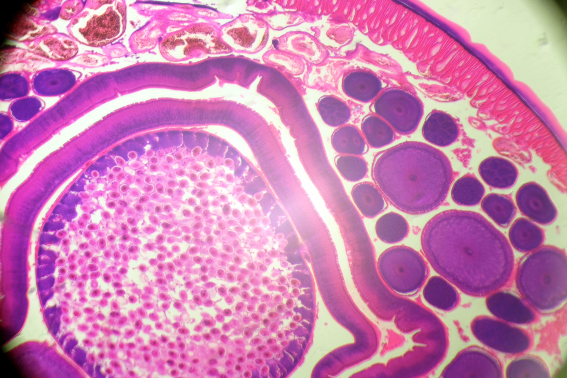 Фотоаппарат и микроскоп — как это сделать