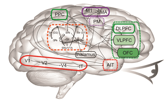 Функциональная компьютерная модель головного мозга