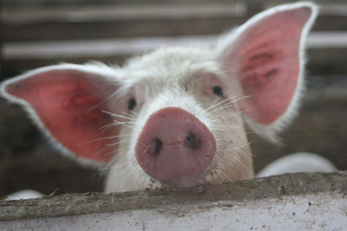 Информационный террор Информационный террор