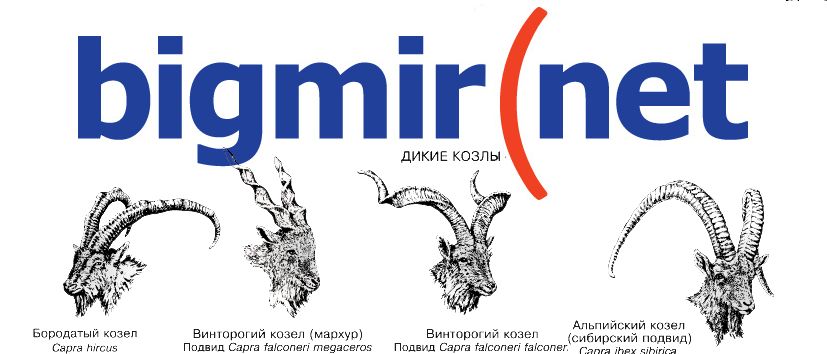 bigmir(net