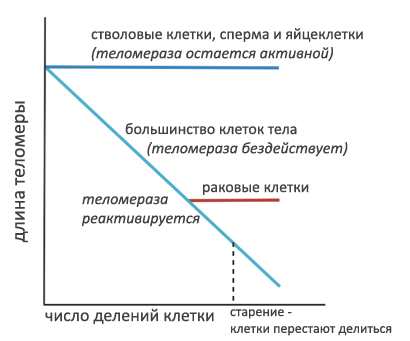 Курс лекций «Стартап». Питер Тиль. Стенфорд 2012. Занятие 17 Курс лекций «Стартап». Питер Тиль. Стенфорд 2012. Занятие 17
