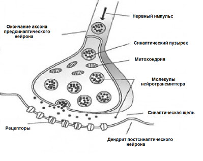 Логика мышления. Часть 1. Нейрон Логика мышления. Часть 1. Нейрон