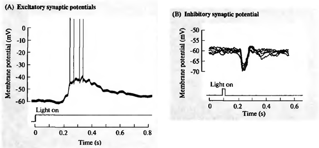 Логика мышления. Часть 1. Нейрон Логика мышления. Часть 1. Нейрон