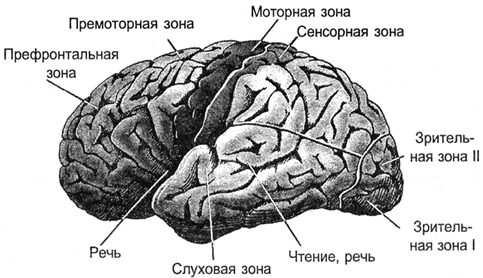 Зоны коры