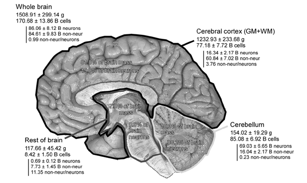 Логика мышления. Часть 15. Консолидация памяти Логика мышления. Часть 15. Консолидация памяти