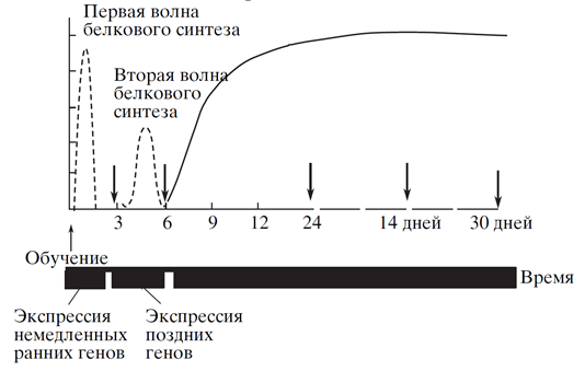 Логика мышления. Часть 15. Консолидация памяти Логика мышления. Часть 15. Консолидация памяти