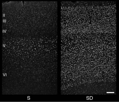 Логика мышления. Часть 15. Консолидация памяти Логика мышления. Часть 15. Консолидация памяти