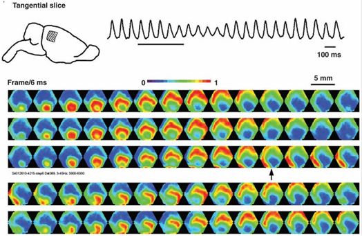 Логика мышления. Часть 5. Волны мозга Логика мышления. Часть 5. Волны мозга
