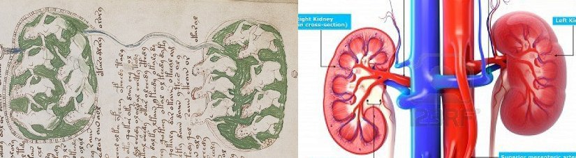 Манускрипт Войнича. Маньчжурский кандидат Манускрипт Войнича. Маньчжурский кандидат