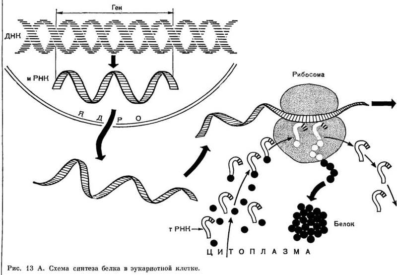 Мифы нашего времени: генетически модифицированные организмы. Так ли страшен черт? Мифы нашего времени: генетически модифицированные организмы. Так ли страшен черт?