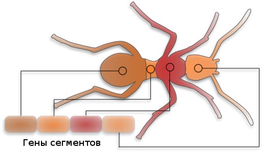 Молекулярный компьютер 3000000 вековой давности