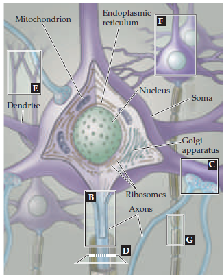 Нейробиология и искусственный интеллект: часть первая — ликбез