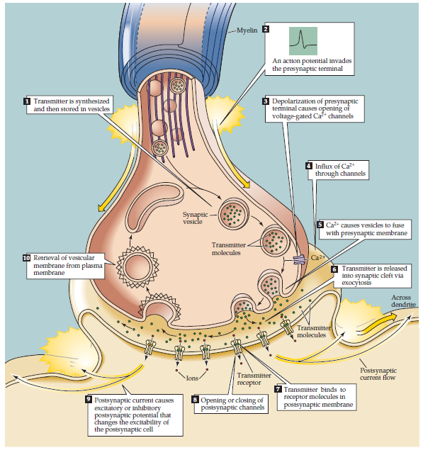 Нейробиология и искусственный интеллект: часть первая — ликбез