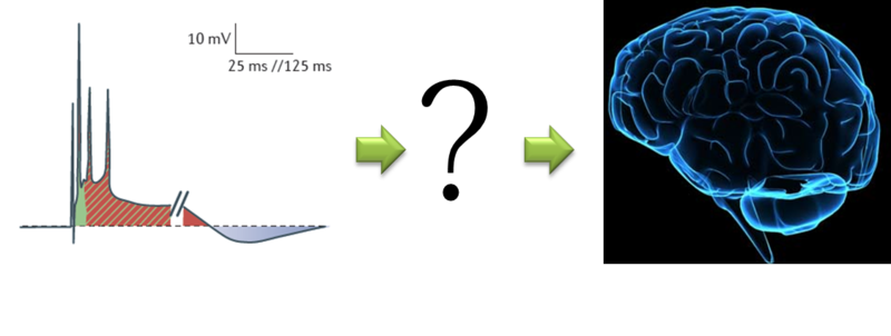 Нейробиология и искусственный интеллект: часть третья – представление данных и память