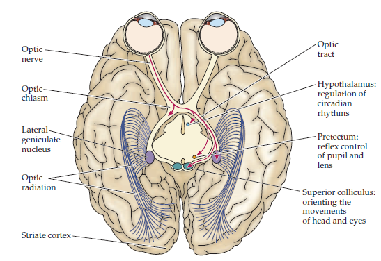 Нейробиология и искусственный интеллект: часть вторая – интеллект и представление информации в мозгу