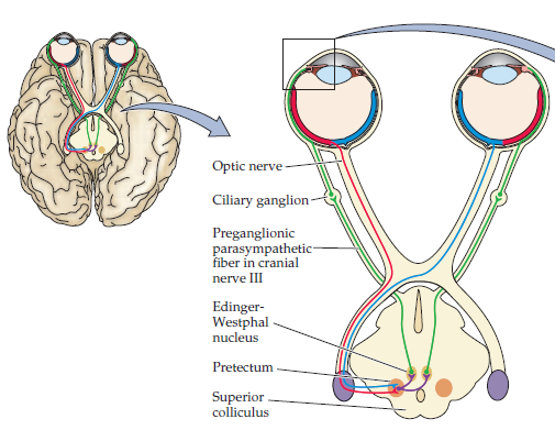Нейробиология и искусственный интеллект: часть вторая – интеллект и представление информации в мозгу