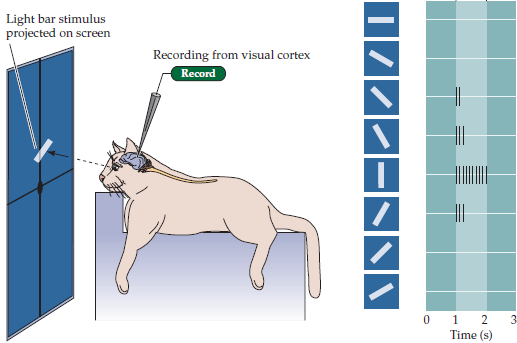 Нейробиология и искусственный интеллект: часть вторая – интеллект и представление информации в мозгу