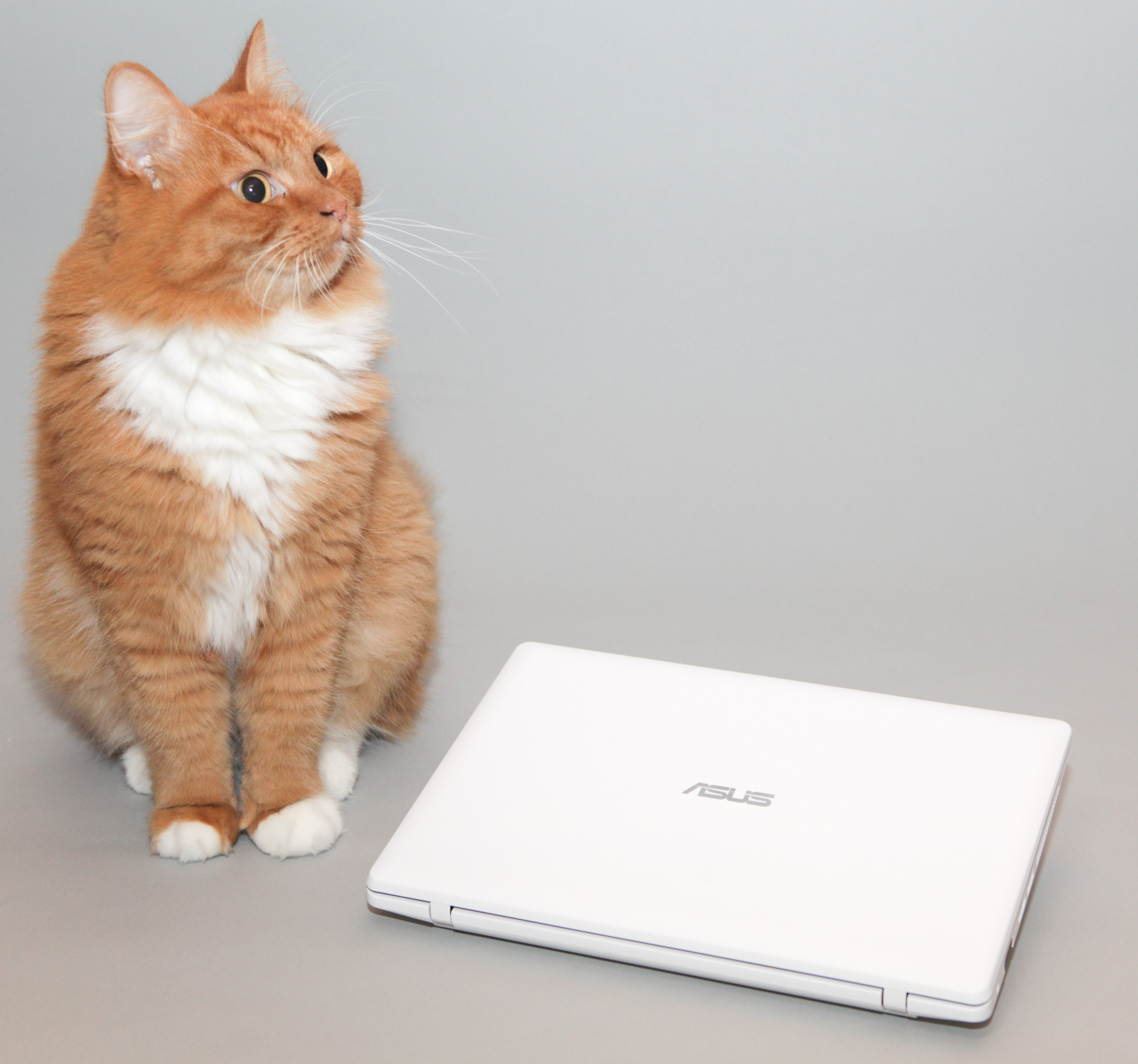 Ноутбук ASUS X200CA Ноутбук ASUS X200CA