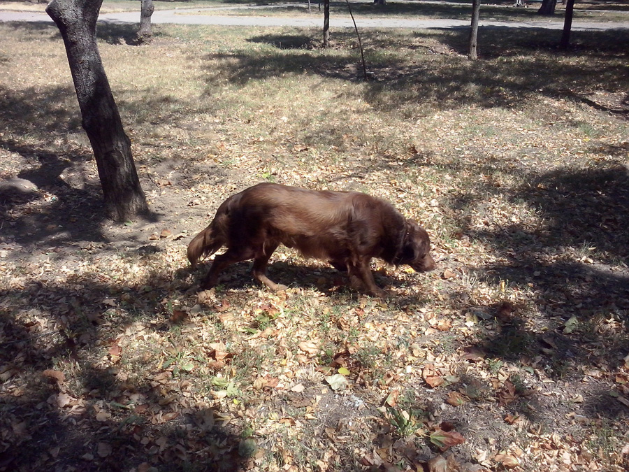 Обзор LG Optimus L5 II Dual: бюджетный смартфон с рядом странных особенностей