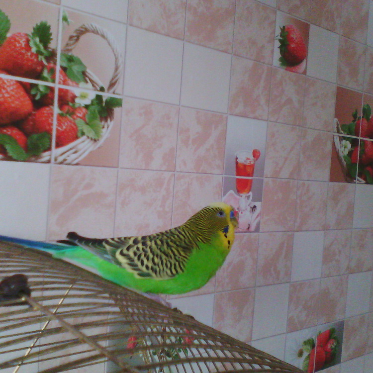 Обзор iconBIT CALLISTO 100: как превратить «умные часы» в смартфон