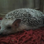 Обзор МегаФон SP W1 на Windows Phone 7.5 Обзор МегаФон SP W1 на Windows Phone 7.5