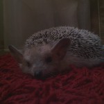 Обзор МегаФон SP W1 на Windows Phone 7.5 Обзор МегаФон SP W1 на Windows Phone 7.5