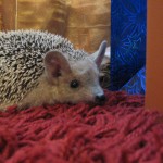 Обзор МегаФон SP W1 на Windows Phone 7.5 Обзор МегаФон SP W1 на Windows Phone 7.5