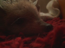 Обзор МегаФон SP W1 на Windows Phone 7.5 Обзор МегаФон SP W1 на Windows Phone 7.5