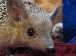 Обзор МегаФон SP W1 на Windows Phone 7.5 Обзор МегаФон SP W1 на Windows Phone 7.5