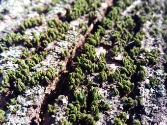 Обзор смартфона Meizu MX3 Обзор смартфона Meizu MX3