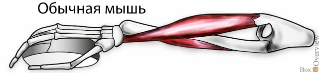 Опыт использования вертикальной мыши или спасаемся от туннельного синдрома