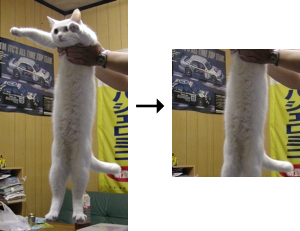 longcat