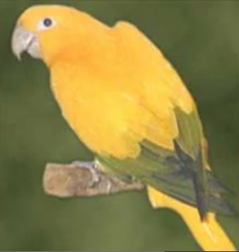 papagaj — GUI обертка для shell скриптов. Yet another another *dialog