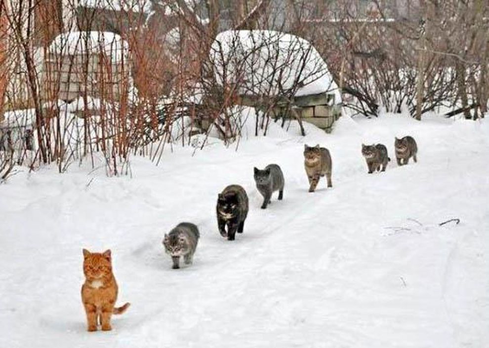 По следам бременских музыкантов, или «Как нам выстроить информационную защиту России» правильно image