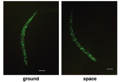 Пребывание в космосе продлевает жизнь червей