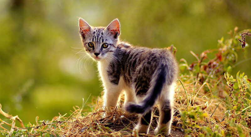 Пресловутый «экспириенс» Пресловутый «экспириенс»