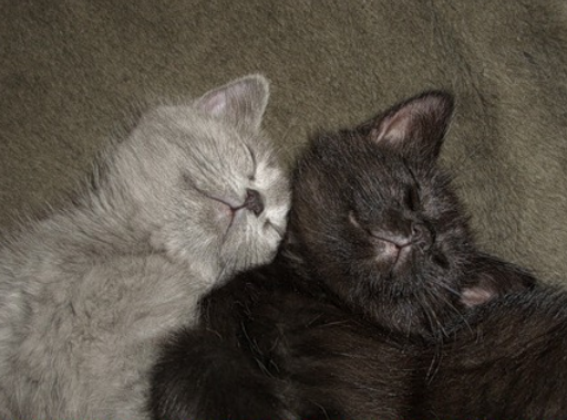 Принципы успешной техподдержки Принципы успешной техподдержки