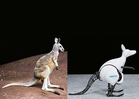 Разработчики компании Festo создали робота кенгуру (видео)