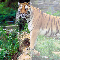 Режимы наложения слоёв в Web Режимы наложения слоёв в Web