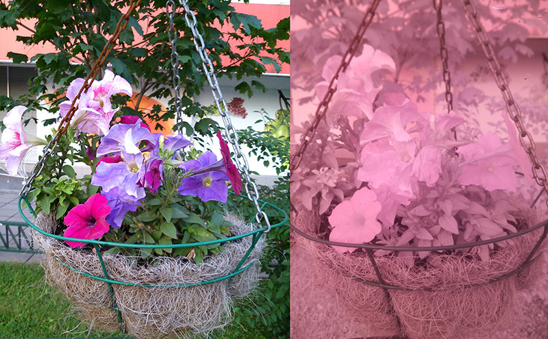 Смотрим на мир глазами рака богомола: ближний инфракрасный диапазон Смотрим на мир глазами рака богомола: ближний инфракрасный диапазон