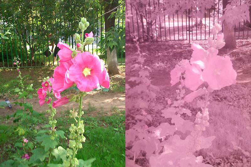 Смотрим на мир глазами рака богомола: ближний инфракрасный диапазон Смотрим на мир глазами рака богомола: ближний инфракрасный диапазон